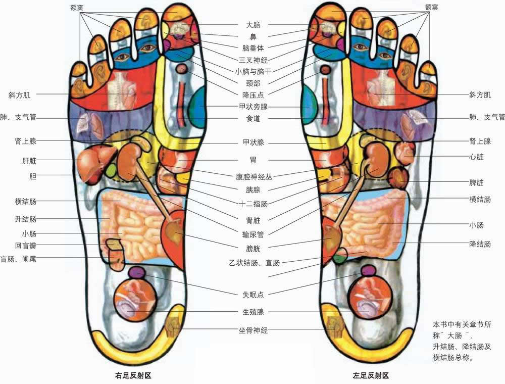 表 足 つぼ 足ツボ